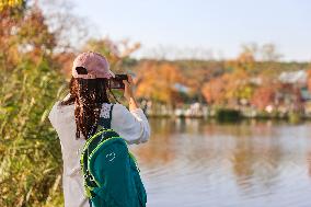 Tourists Enjoy Zhongshan Botanical Garden Autumn Scenery in Nanjing