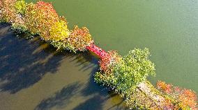 Tourists Enjoy Zhongshan Botanical Garden Autumn Scenery in Nanjing