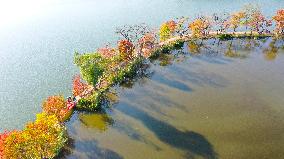 Tourists Enjoy Zhongshan Botanical Garden Autumn Scenery in Nanjing