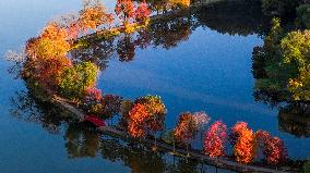 Zhongshan Botanical Garden Autumn Scenery in Nanjing