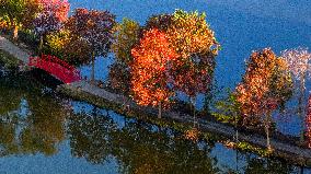 Zhongshan Botanical Garden Autumn Scenery in Nanjing