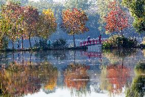 Zhongshan Botanical Garden Autumn Scenery in Nanjing