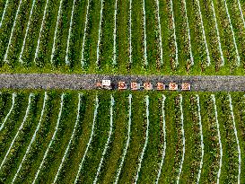 Apple Harvest - Netherlands