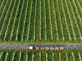 Apple Harvest - Netherlands