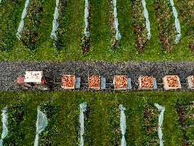 Apple Harvest - Netherlands