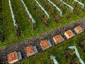 Apple Harvest - Netherlands