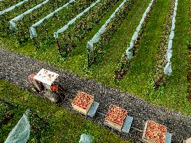 Apple Harvest - Netherlands