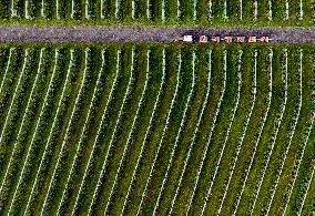 Apple Harvest - Netherlands