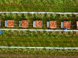 Apple Harvest - Netherlands