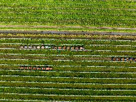 Apple Harvest - Netherlands