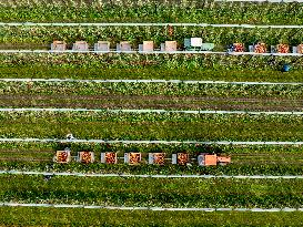 Apple Harvest - Netherlands