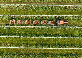 Apple Harvest - Netherlands