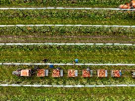 Apple Harvest - Netherlands