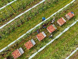 Apple Harvest - Netherlands