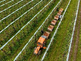 Apple Harvest - Netherlands