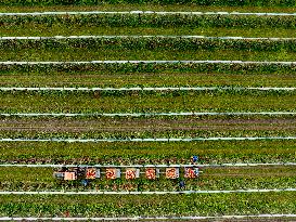 Apple Harvest - Netherlands