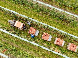 Apple Harvest - Netherlands