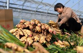 Farmers Harvest Ginger in Handan