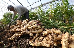 Farmers Harvest Ginger in Handan