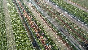 Farmers Harvest Ginger in Handan