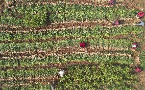 Farmers Harvest Ginger in Handan