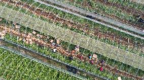 Farmers Harvest Ginger in Handan