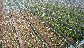 Farmers Harvest Ginger in Handan