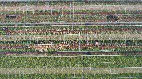 Farmers Harvest Ginger in Handan