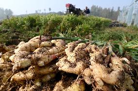 Farmers Harvest Ginger in Handan