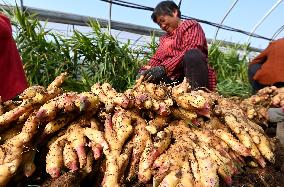 Farmers Harvest Ginger in Handan