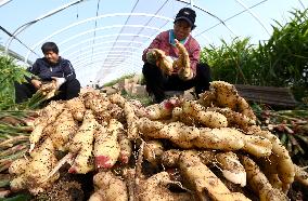 Farmers Harvest Ginger in Handan