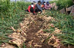 Farmers Harvest Ginger in Handan