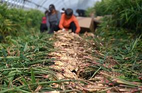 Farmers Harvest Ginger in Handan