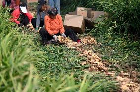 Farmers Harvest Ginger in Handan