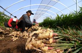 Farmers Harvest Ginger in Handan