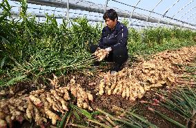 Farmers Harvest Ginger in Handan