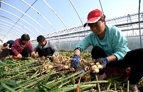 Farmers Harvest Ginger in Handan