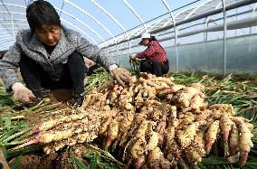 Farmers Harvest Ginger in Handan