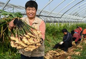 Farmers Harvest Ginger in Handan