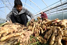 Farmers Harvest Ginger in Handan