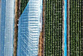 Farmers Taking Care of Strawberries in Zixing