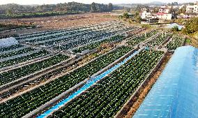 Farmers Taking Care of Strawberries in Zixing