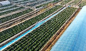 Farmers Taking Care of Strawberries in Zixing