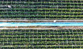 Farmers Taking Care of Strawberries in Zixing