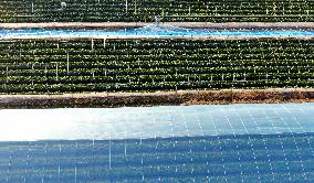 Farmers Taking Care of Strawberries in Zixing