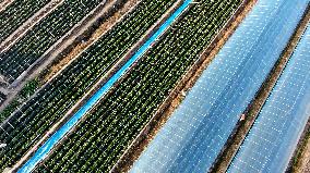 Farmers Taking Care of Strawberries in Zixing