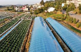 Farmers Taking Care of Strawberries in Zixing