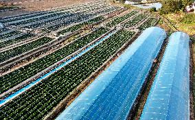 Farmers Taking Care of Strawberries in Zixing