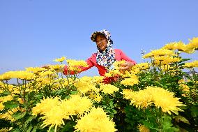 #CHINA-CHRYSANTHEMUM-HARVEST (CN)