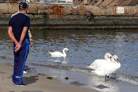 Swans in Odesa